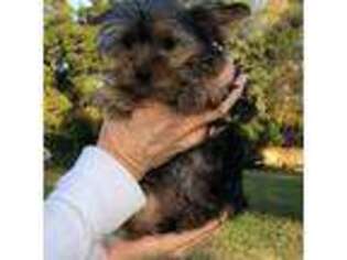Yorkshire Terrier Puppy for sale in Williston, FL, USA