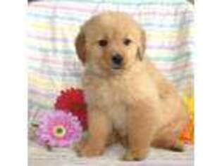 Golden Retriever Puppy for sale in Ronks, PA, USA