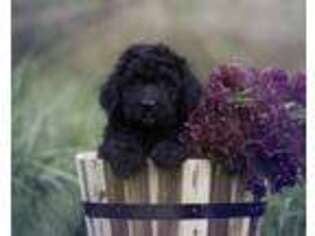 Goldendoodle Puppy for sale in Westlake, OR, USA