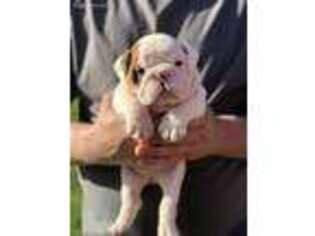 Bulldog Puppy for sale in Kansas City, KS, USA
