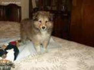 Shetland Sheepdog Puppy for sale in Littleton, CO, USA