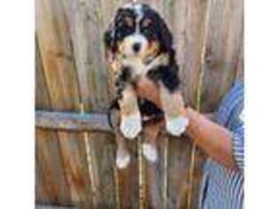 Bernese Mountain Dog Puppy for sale in Westminster, CO, USA