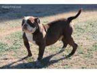 Medium Photo #1 Alapaha Blue Blood Bulldog Puppy For Sale in Pisgah, AL, USA