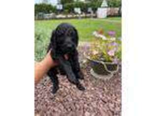 Goldendoodle Puppy for sale in Bordentown, NJ, USA