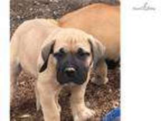 Boerboel Puppy for sale in Athens, OH, USA