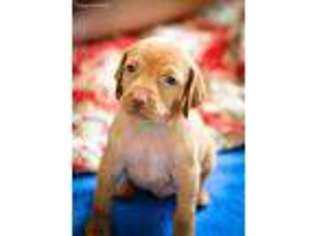 Vizsla Puppy for sale in Bardstown, KY, USA