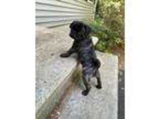 Pug Puppy for sale in West Newbury, MA, USA
