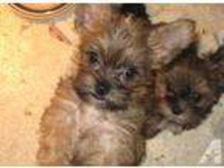 Yorkshire Terrier Puppy for sale in MONTESANO, WA, USA