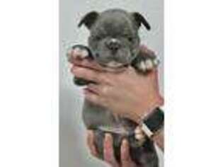 French Bulldog Puppy for sale in Zachary, LA, USA
