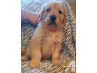 Golden Retriever Puppy for sale in BUTLER, AL, USA