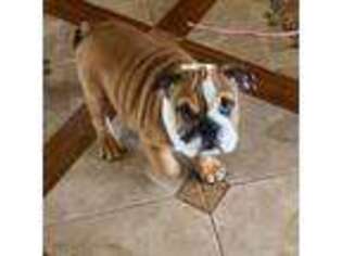 Bulldog Puppy for sale in Baytown, TX, USA