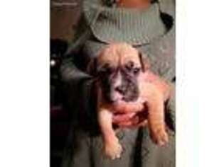 Olde English Bulldogge Puppy for sale in Sidney, OH, USA