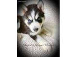 Siberian Husky Puppy for sale in Augusta, GA, USA