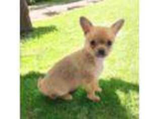 Chihuahua Puppy for sale in Brooksville, KY, USA