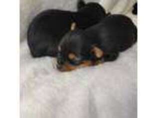 Yorkshire Terrier Puppy for sale in Middleton, ID, USA