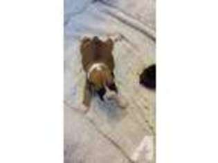 Boxer Puppy for sale in LUTZ, FL, USA