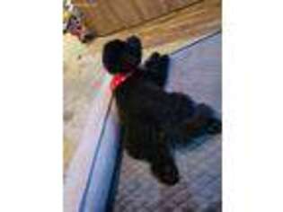 Mutt Puppy for sale in Buena Park, CA, USA