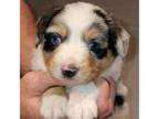 Miniature Australian Shepherd Puppy for sale in Boerne, TX, USA