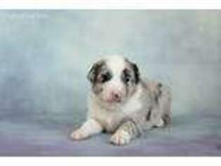 Australian Shepherd Puppy for sale in California, MO, USA