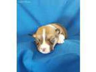 Pembroke Welsh Corgi Puppy for sale in Brookshire, TX, USA