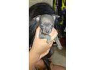 Chihuahua Puppy for sale in Apopka, FL, USA