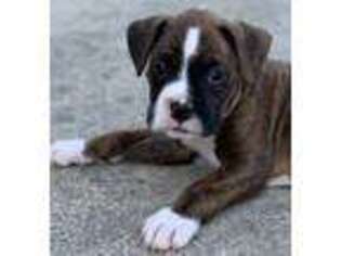 Boxer Puppy for sale in Fredonia, KY, USA