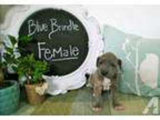Great Dane Puppy for sale in AM FALLS, ID, USA