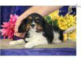 Cavalier King Charles Spaniel Puppy for sale in Harrisburg, PA, USA