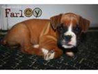Boxer Puppy for sale in Bernville, PA, USA