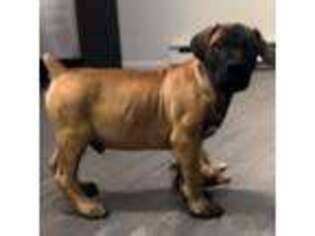 Boerboel Puppy for sale in Wilkes Barre, PA, USA