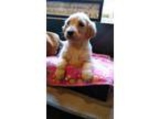 Golden Retriever Puppy for sale in Fulton, MO, USA
