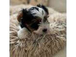 Biewer Terrier Puppy for sale in Port Huron, MI, USA
