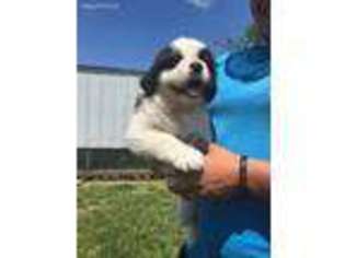 Saint Bernard Puppy for sale in Loogootee, IN, USA