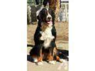 Bernese Mountain Dog Puppy for sale in TEMECULA, CA, USA