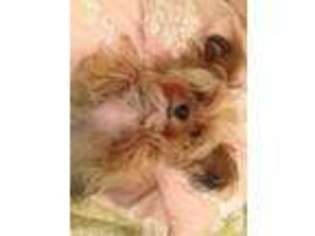 Yorkshire Terrier Puppy for sale in CHAPEL HILL, NC, USA