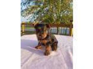 Yorkshire Terrier Puppy for sale in Odon, IN, USA