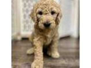 Goldendoodle Puppy for sale in Chester, VA, USA