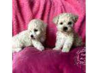 Bichon Frise Puppy for sale in Tracy, CA, USA