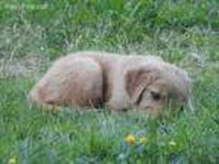 Golden Retriever Puppy for sale in Pacific, WA, USA