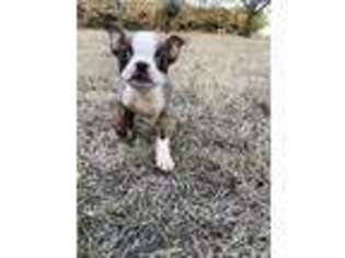 Boston Terrier Puppy for sale in Alvord, TX, USA