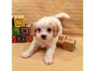 Cavachon Puppy for sale in Washburn, MO, USA