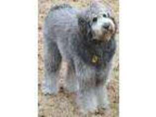 Labradoodle Puppy for sale in Rainbow City, AL, USA