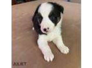 Border Collie Puppy for sale in Avilla, IN, USA