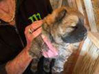 Chow Chow Puppy for sale in Mannford, OK, USA