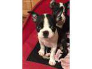 Boston Terrier Puppy for sale in Greenville, TX, USA