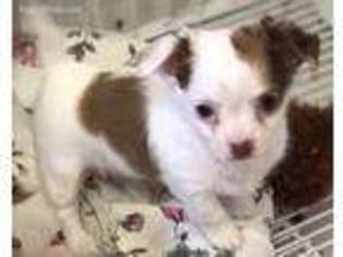 Chihuahua Puppy for sale in Northport, AL, USA