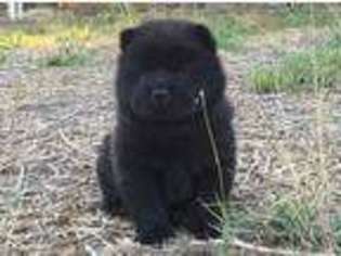 Chow Chow Puppy for sale in Harlingen, TX, USA