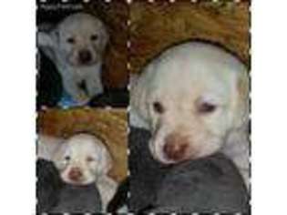 Labrador Retriever Puppy for sale in Norco, CA, USA