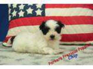 Mal-Shi Puppy for sale in Hickory, NC, USA