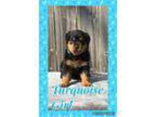 Rottweiler Puppy for sale in Cleveland, TN, USA